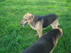 Rocky - URGENT I NEED YOUR HELP!