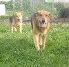 Rocky - URGENT I NEED YOUR HELP!