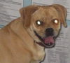 Gidget