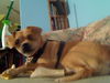 Gidget