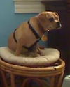 Gidget