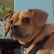 Gidget