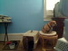 Gidget