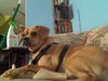 Gidget