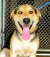 Shanko -I need a foster ASAP!