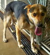 Shanko -I need a foster ASAP!
