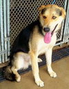 Shanko -I need a foster ASAP!