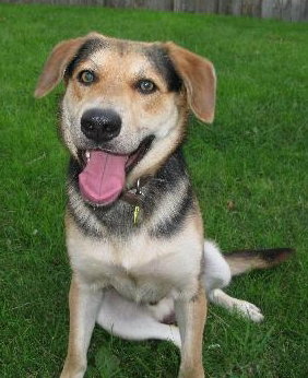 Shanko -I need a foster ASAP!