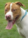 Rufus