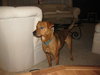 Hutch