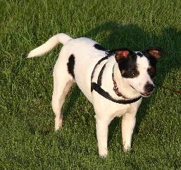 Meko