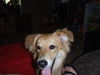 Camile