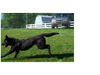 Captain (Remington)