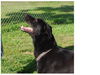 Captain (Remington)