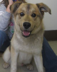 Chipper