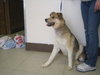 Chipper