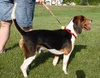 Duke