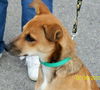 Flare - I need a foster home!