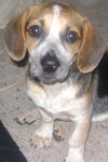 Augie