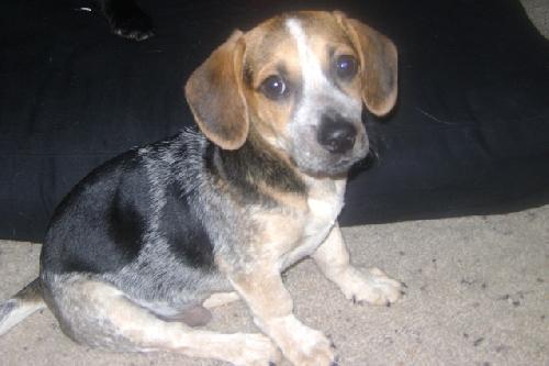 Augie