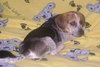 Augie