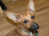 Roxie