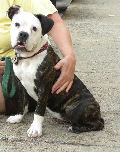 Gertie