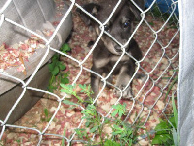 Melody - I need a foster by the 24th!!!