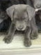 Liddy