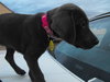 Liddy