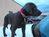 Liddy