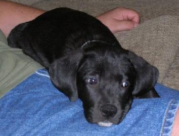Diesel