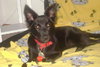 Azula - Sweeter then sugar!