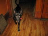 Azula - Sweeter then sugar!