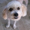 Jitterbug