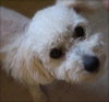 Jitterbug