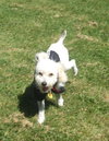 Jitterbug