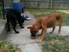 Mason -I'm just a lil' pup :c)