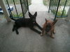 Mason -I'm just a lil' pup :c)