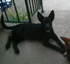 Mason -I'm just a lil' pup :c)
