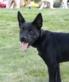 Mason -I'm just a lil' pup :c)