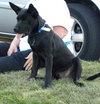 Mason -I'm just a lil' pup :c)
