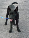 Mason -I'm just a lil' pup :c)