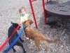 Mason -I'm just a lil' pup :c)