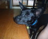 Mason -I'm just a lil' pup :c)