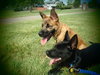 Mason -I'm just a lil' pup :c)