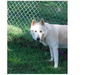 Balto