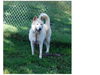 Balto