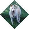 Balto