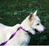 Balto